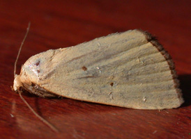 Black-bordered Lemon